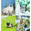 Naptár, fali, CSG, 