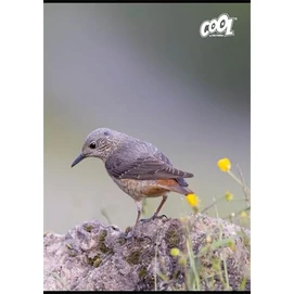 Füzet, tűzött, A4, vonalas, 80 lap, COOL BY VICTORIA &quot;Birds&quot;