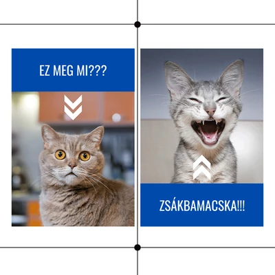 ZSÁKBAMACSKA