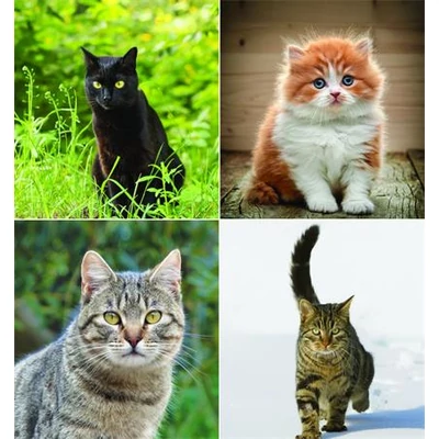 Naptár, fali, CSG, 